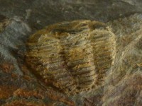 /album/o-ambiente-natural-como-laboratorio/p1060823-jpg/