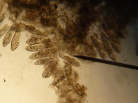 /album/o-ambiente-natural-como-laboratorio/p1060876-jpg/