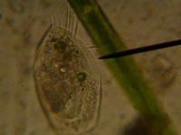 /album/o-ambiente-natural-como-laboratorio/p1060900-jpg/