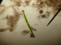 /album/o-ambiente-natural-como-laboratorio/p1060915-jpg/